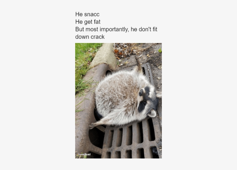 #trashpanda #hesnacc #raccoon #roundanimals #absoluteunit - Absolute Unit Animals, transparent png download