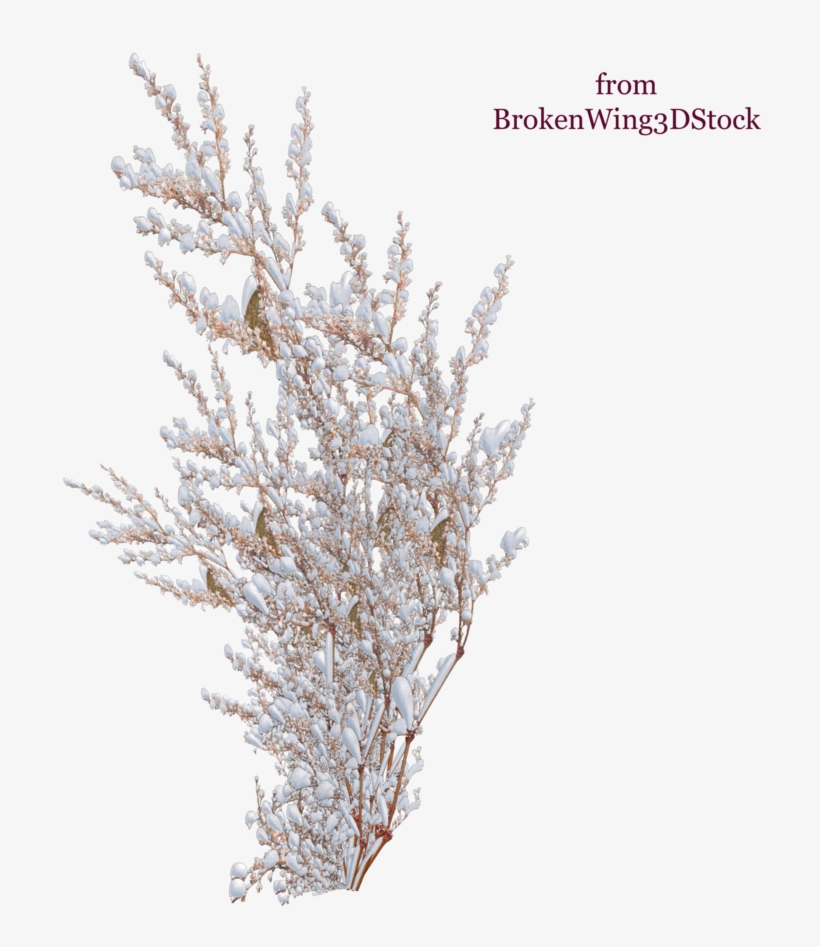 Picture Freeuse Branch Transparent Snow - Plants With Snow Png, transparent png download