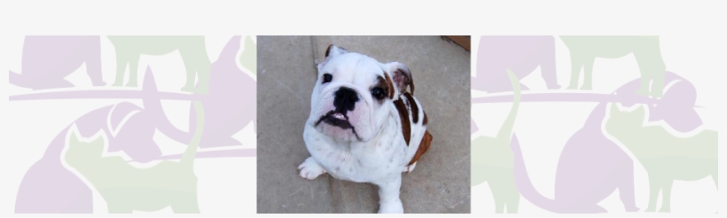 Digital Xray 29 Apr 2013 - Australian Bulldog, transparent png download