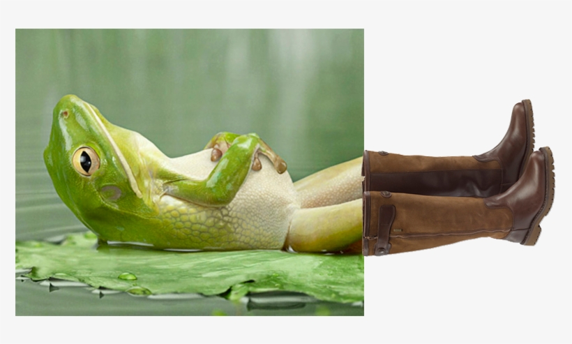 Image - Happy Hump Day Frogs, transparent png download