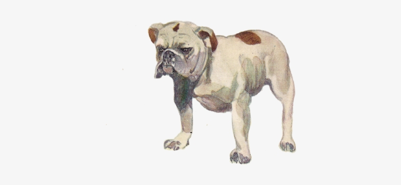 Olde English Bulldogge, transparent png download