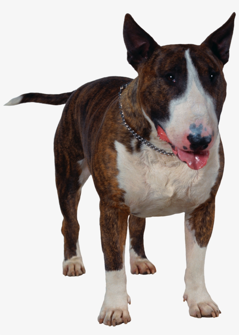 Dog Png - Bull Terrier, transparent png download