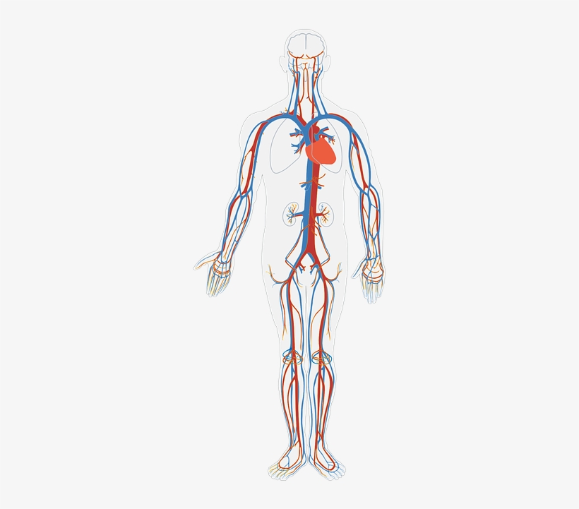 Increase Your Immunity And Feel Good - Human Body, transparent png download