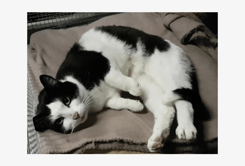 Photo Of Sylvester - Sylvester, transparent png download