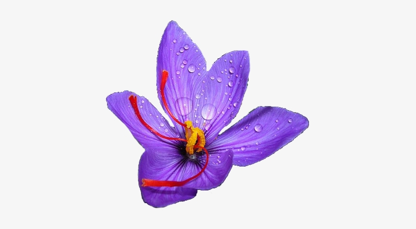 Crocus Png Clipart - 20 Saffron Crocus - Crocus Sativus Corms, transparent png download