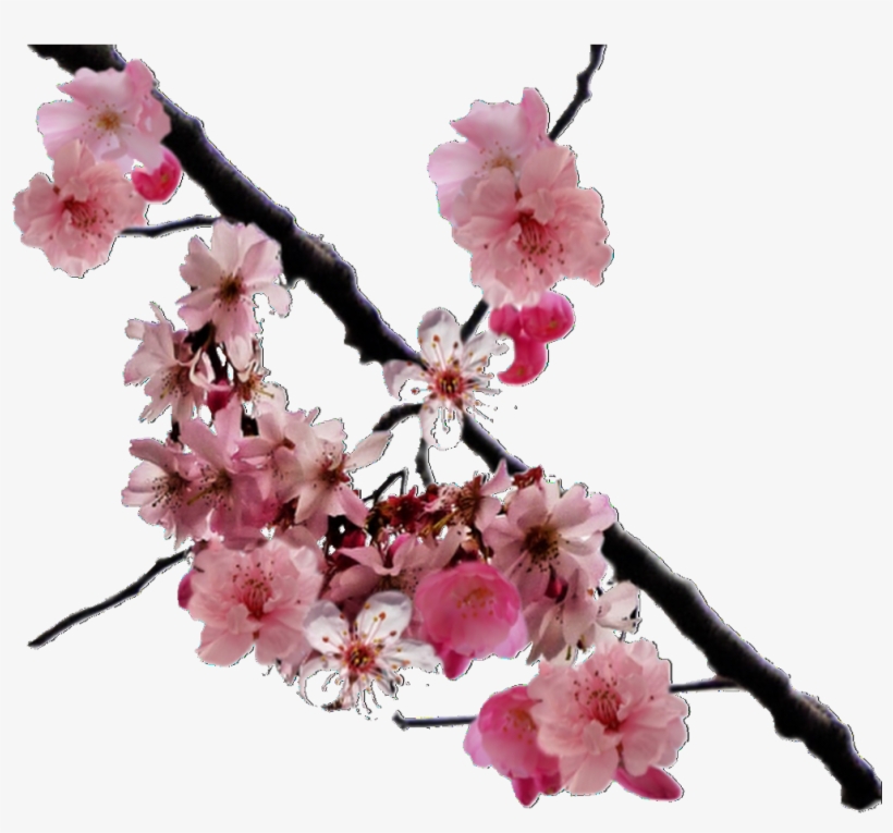 1000 Images About Editing Needs/overlays 💞 On We Heart - Cherry Blossoms Japan, transparent png download
