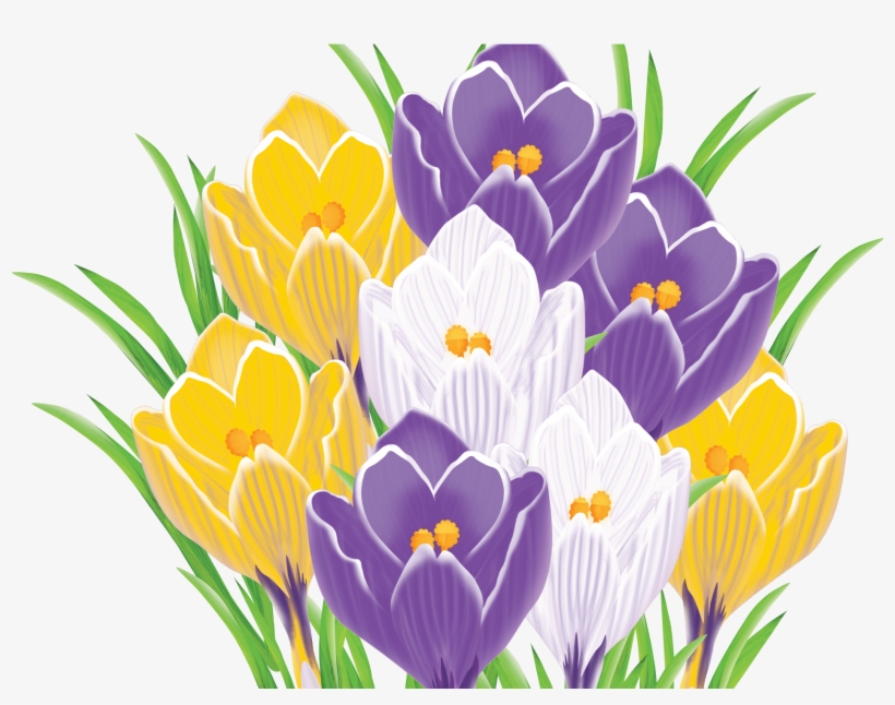 Crocus, transparent png download
