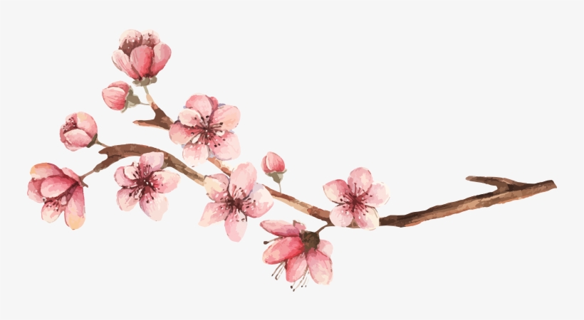 Image - Cherry Blossom, transparent png download