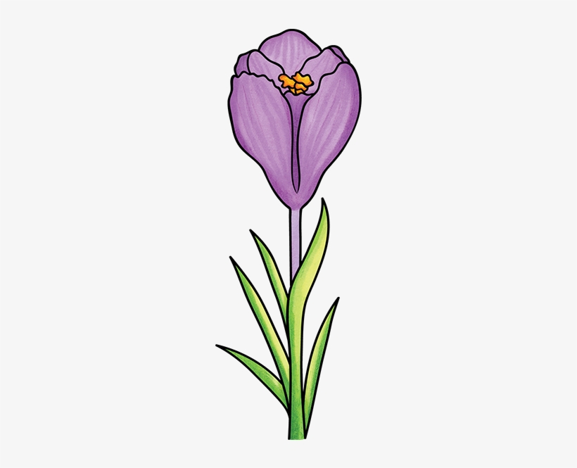 Crocus, transparent png download