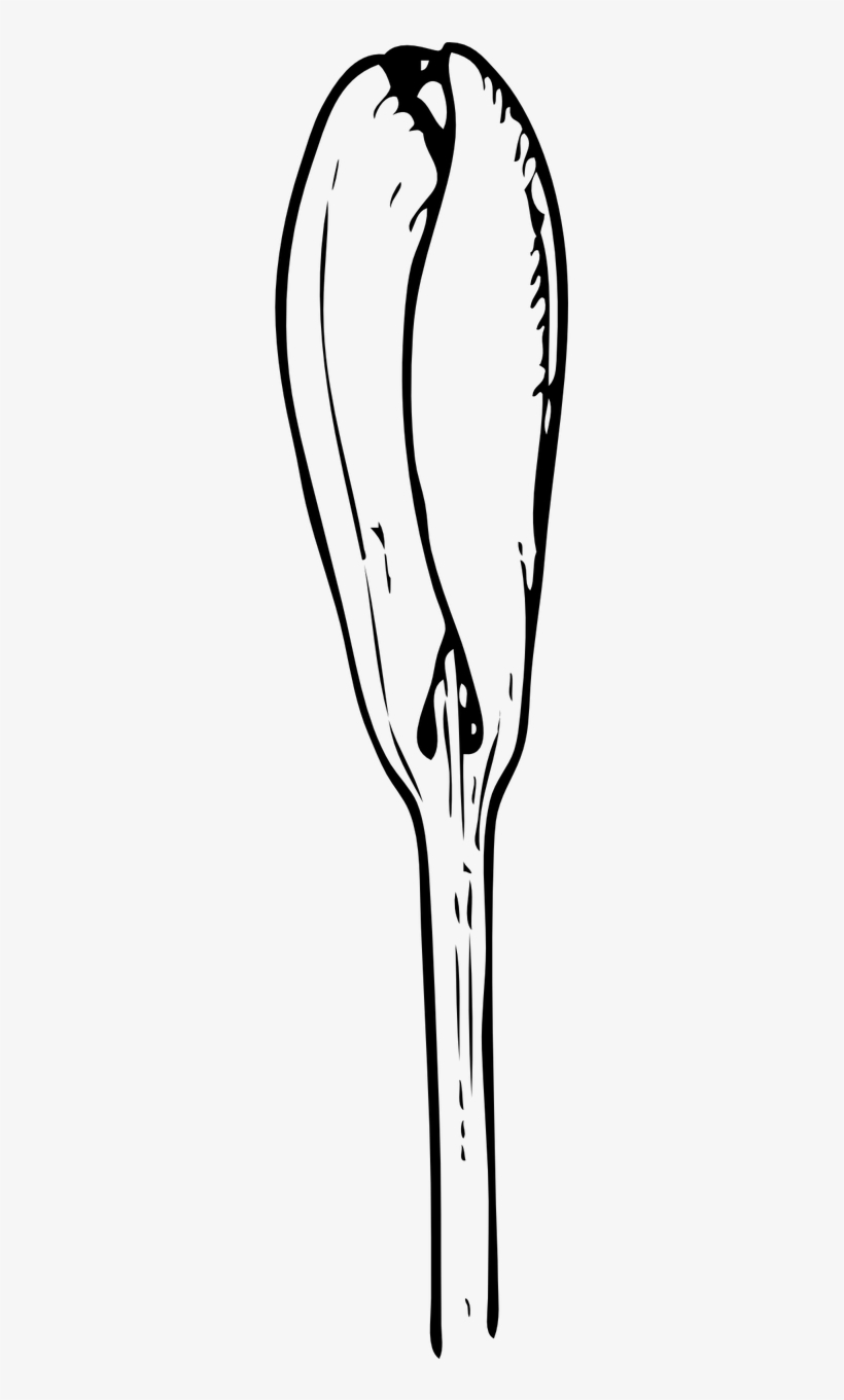 Crocus Bud Floral - Bud Black And White Clipart, transparent png download