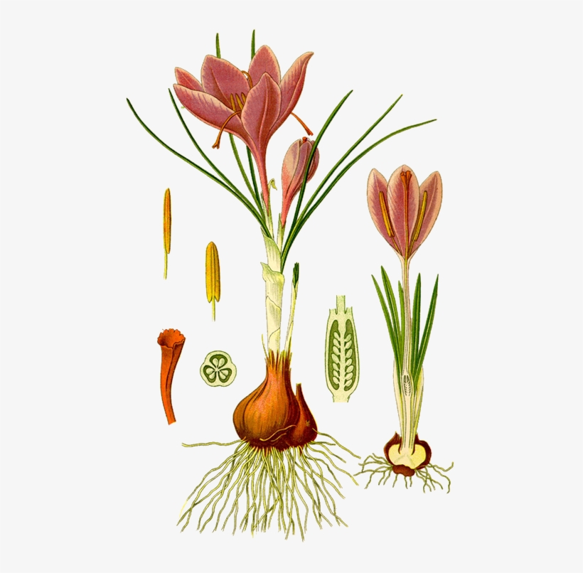 Le Crocus Cultivé, Le Safran Ou Safran Cultivé Est - Crocus Sativus Diagram, transparent png download