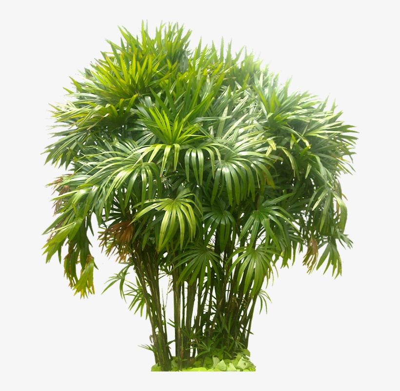 Rhapis Tree Png Image - Lady Palm Transparent Background, transparent png download