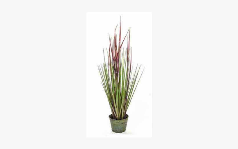 Tree Locate Bamboo Grass In Zinc Pot - Agave, transparent png download