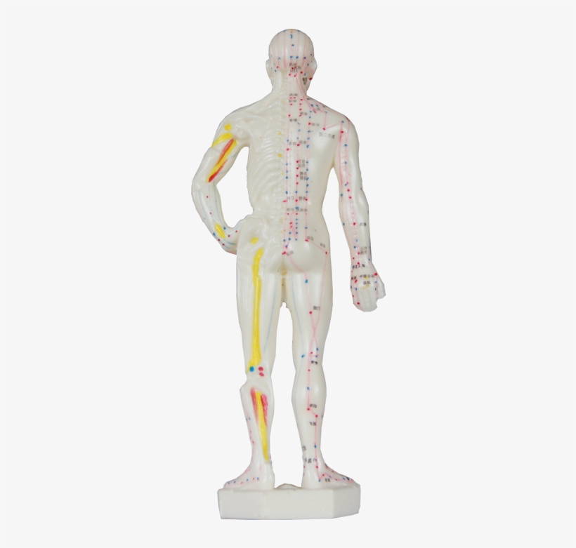 Manikin For Acupunctureproduct No - Human, transparent png download