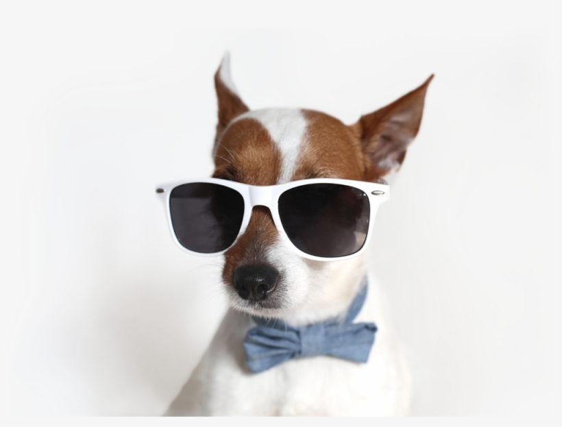 Vet Pet - Pet, transparent png download