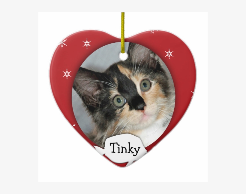 Calico Shelter Kitten Greeting Card, transparent png download