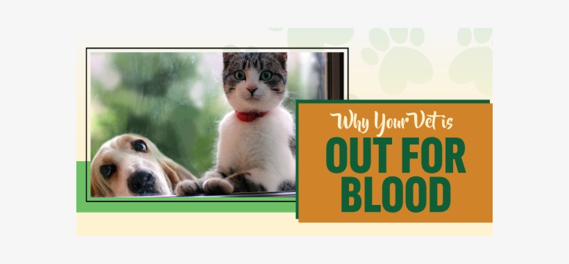 Why Your Vet Is Out For Blood - Como Perros Y Gatos Frases, transparent png download