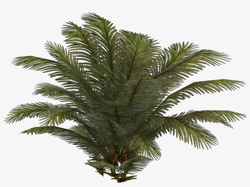 Bfplay4free Plant 6 - Date Palm, transparent png download