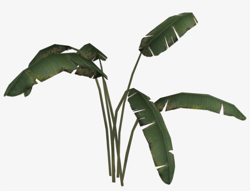 Banana Plant - Wiki, transparent png download