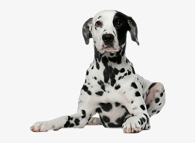 Beautiful Dalmation Dog Tshirt, transparent png download