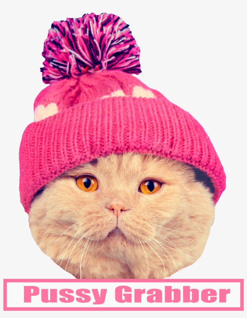 Kitty - Cat, transparent png download