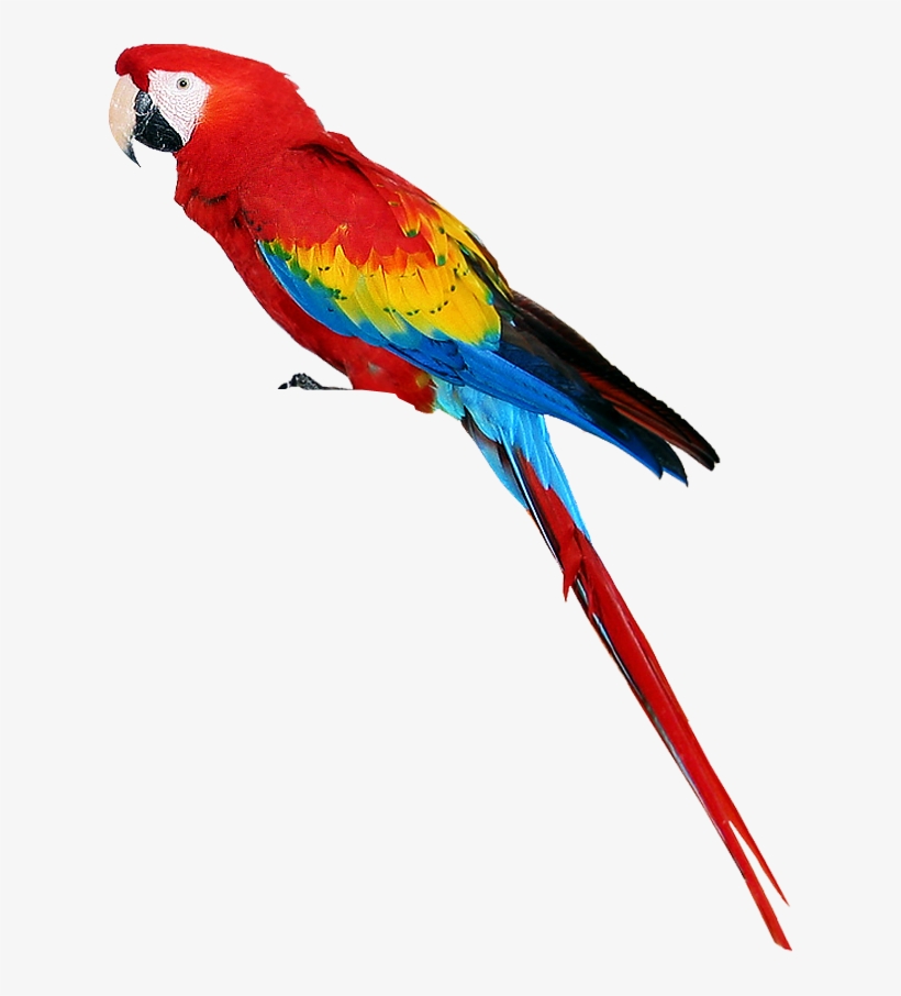 Transparent Birds Parrot - Parrot Png, transparent png download
