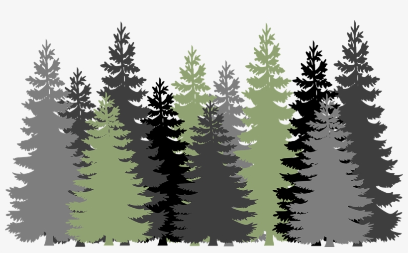 Evergreen Forest - Forest Clipart, transparent png download