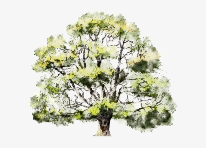 Read It - Watercolor Tree Drawing Png, transparent png download