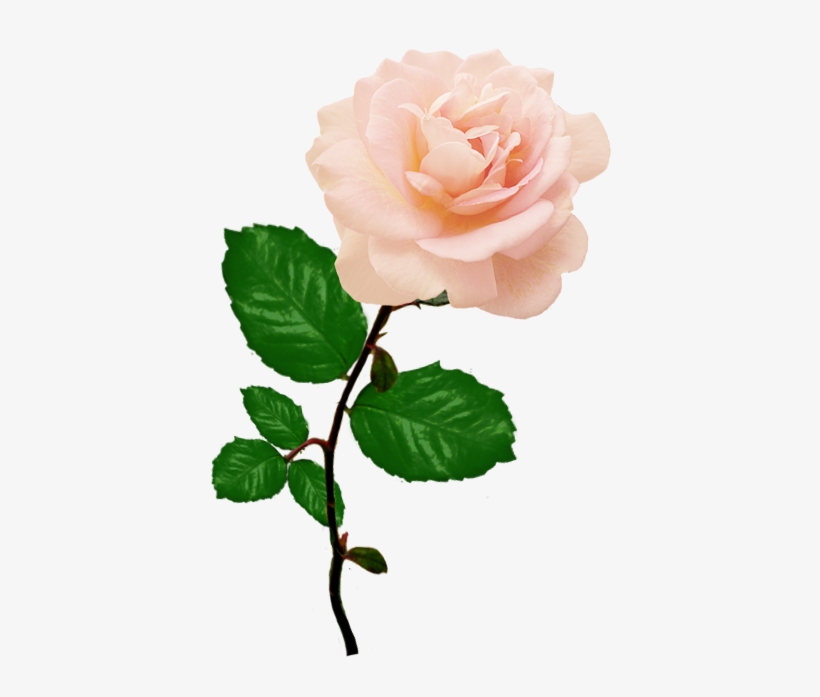 Single Rose Png Picture - Single Pink Rose Png, transparent png download