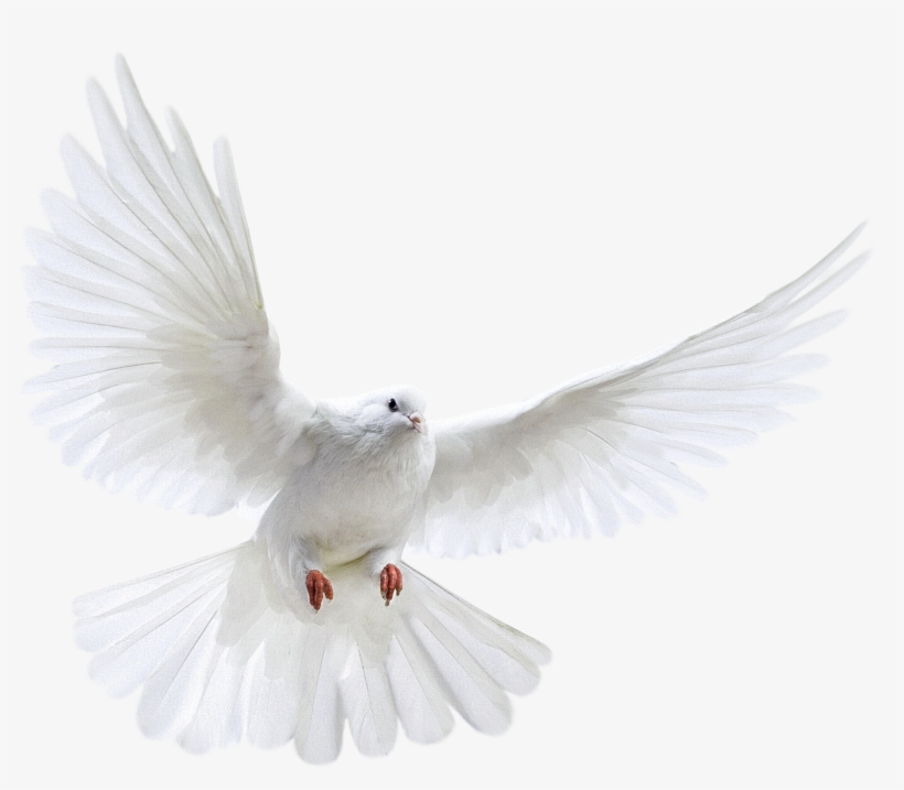 Isolated Photos Of Dove, transparent png download