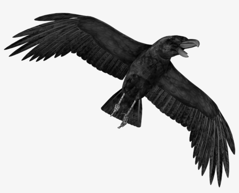 Crow Png Transparent Images - Crow Png, transparent png download