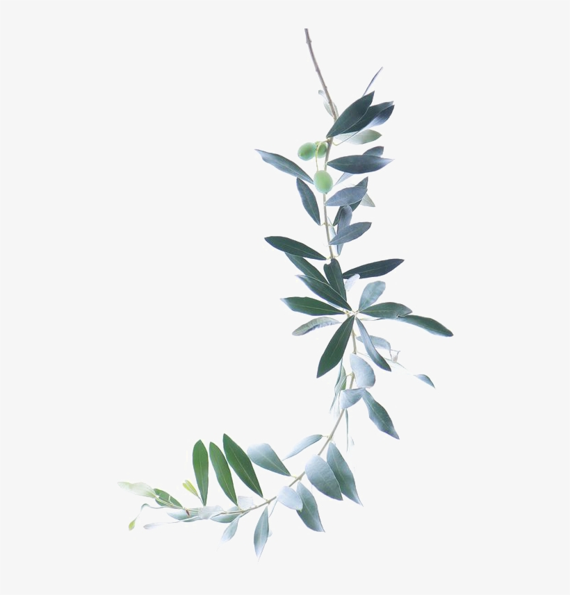 Watercolor Branch Png Picture Freeuse Stock - Olive Branch Watercolor Png, transparent png download