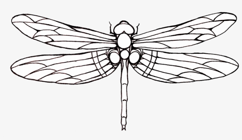 Dragonfly Tattoos Png Transparent Images Png All - Outline Images Of Dragon Fly, transparent png download