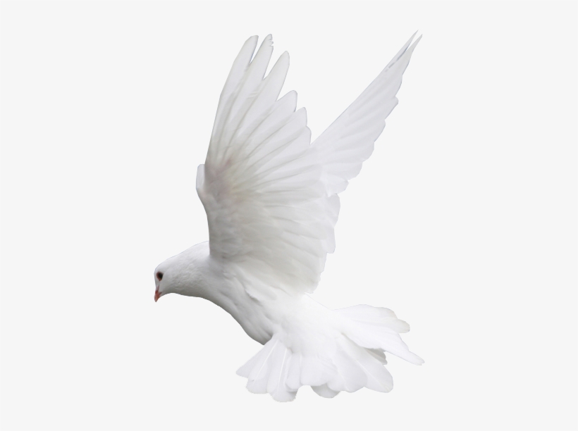 Dove Colombe Png Png Image Transparent Png Free Download On Seekpng