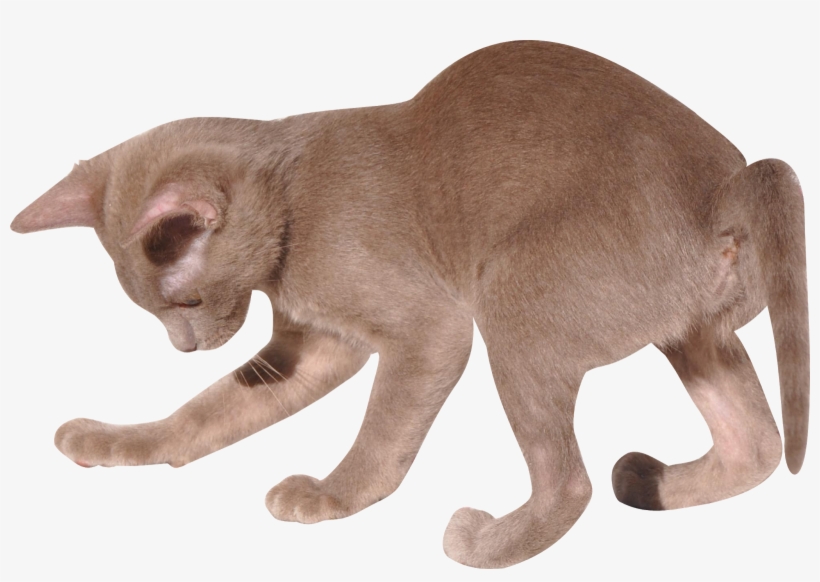 I Made A Version Of 200 X 132 Px - Transparent Background Cat Playing Transparent, transparent png download
