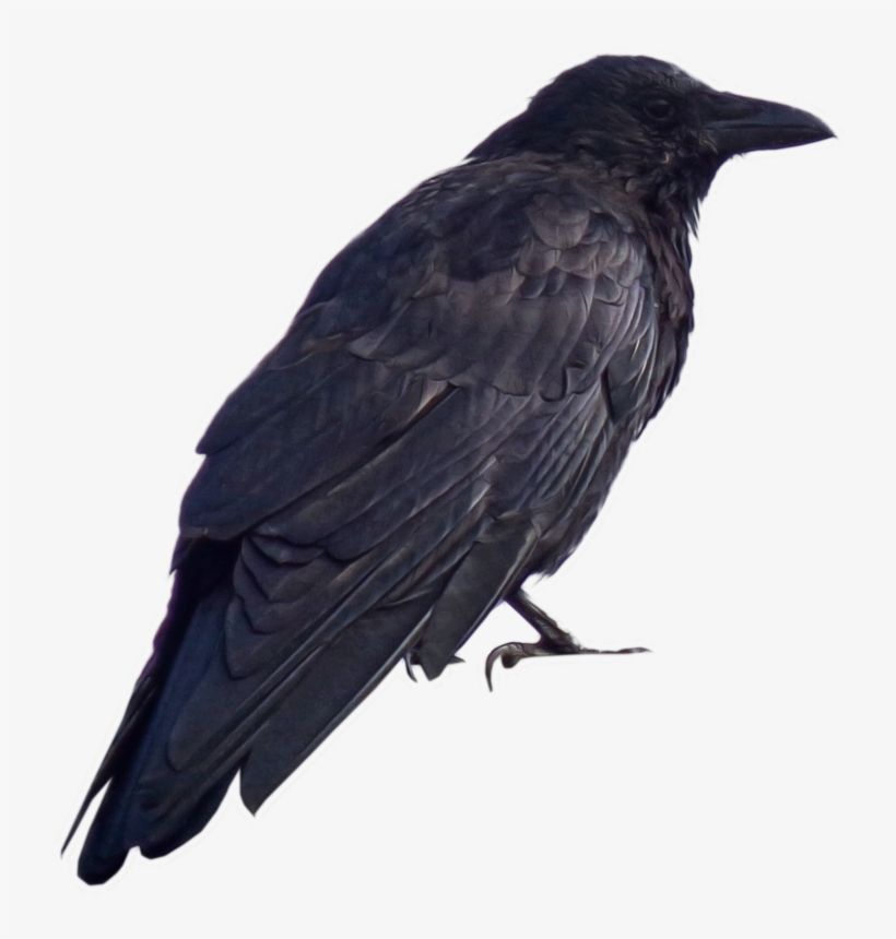 Visit - Dark Souls Crow Png, transparent png download