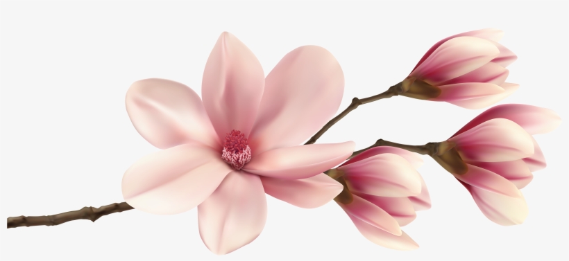 Spring Magnolia Branch Png Clip Art Image - Magnolia Png, transparent png download
