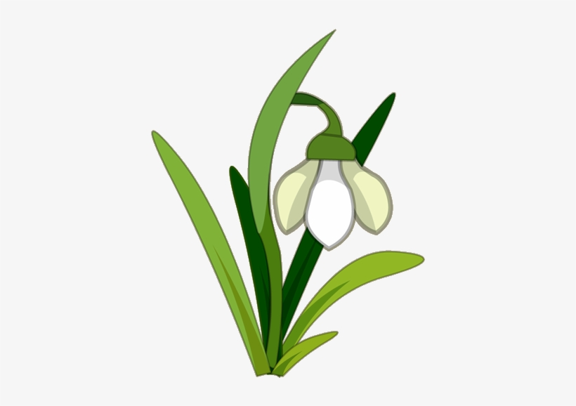Snowdrop - Snowdrop Clipart, transparent png download