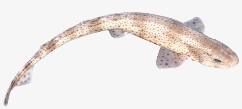 Fish Image - Fish, transparent png download