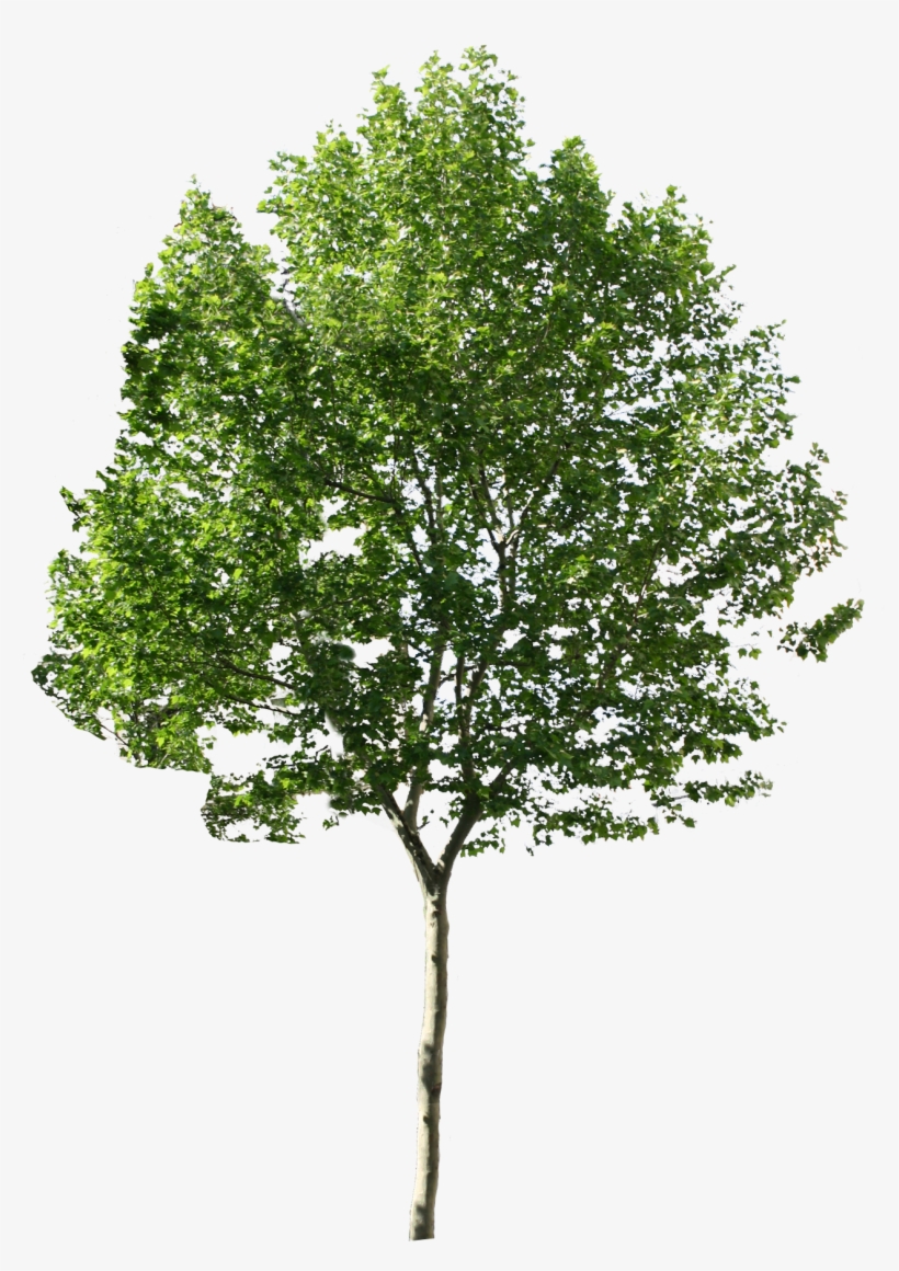 Share This Article - Tree Png, transparent png download