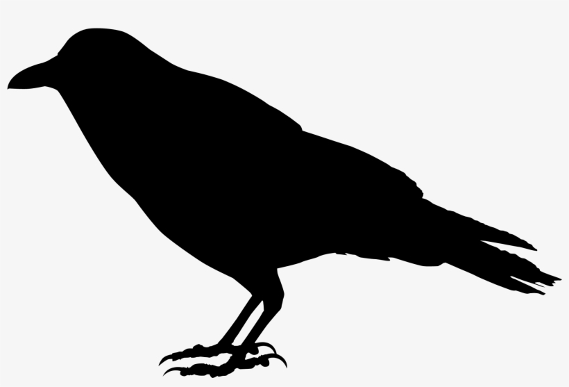 Transparent Crow, transparent png download