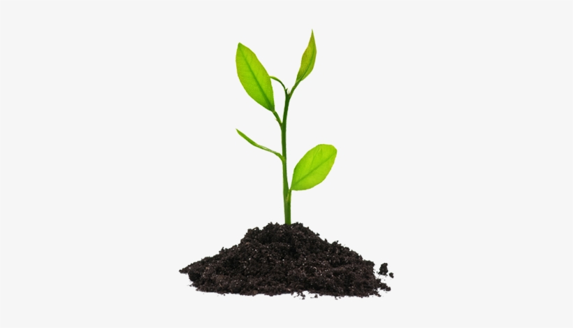 Free Icons Png - Plant Clipart Png, transparent png download