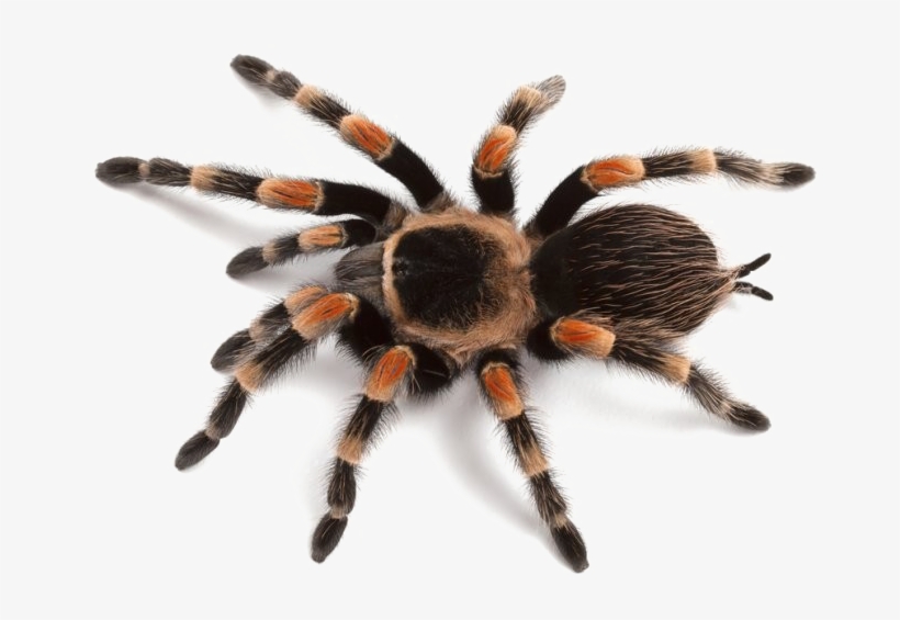 Spider Png Image - Spider Png, transparent png download