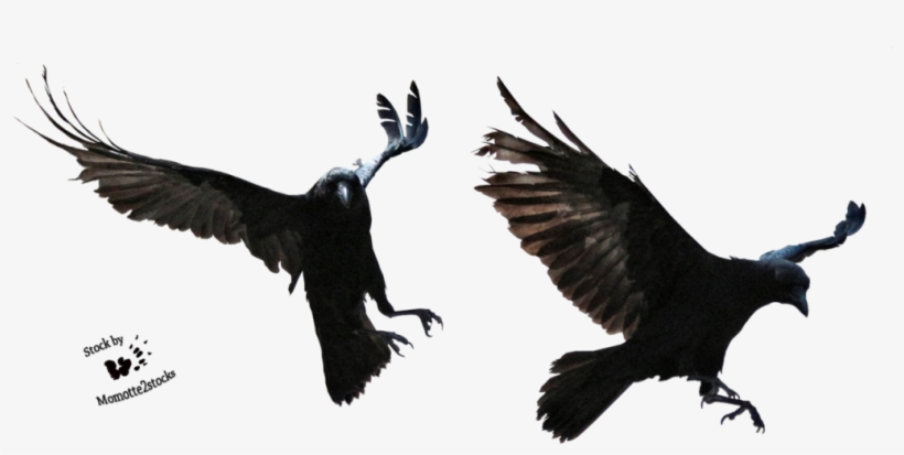 Halloween Crow Vector Free Png Image With Transparent - Portable Network Graphics, transparent png download