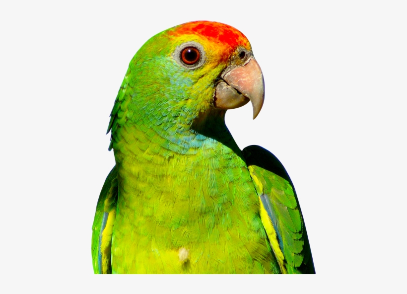 Parrot Png Transparent Image - Parrot Png, transparent png download