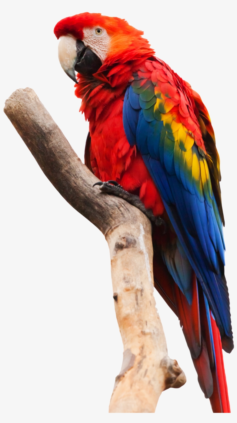 Parrot Macaw Png Transparent Image - Scarlet Macaw White Background, transparent png download