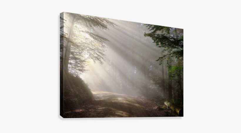 Rays Of Sunlight Canvas Print - Cafepress Dendrophile Large Serving Tray, transparent png download