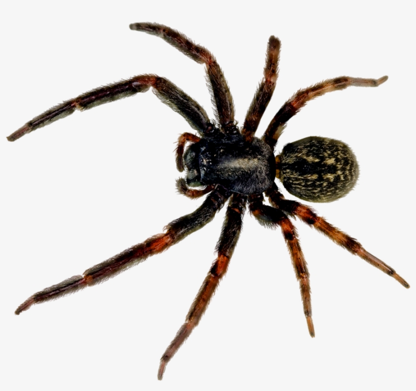 Spider Png, transparent png download