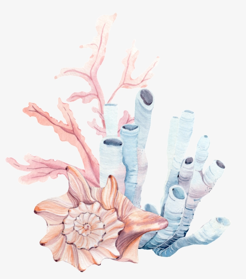This Graphics Is Hand-painted Deep Sea Rare Conch Png - Illustration, transparent png download