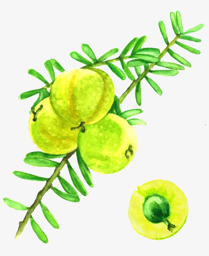 Amla Berries - Indian Gooseberry, transparent png download